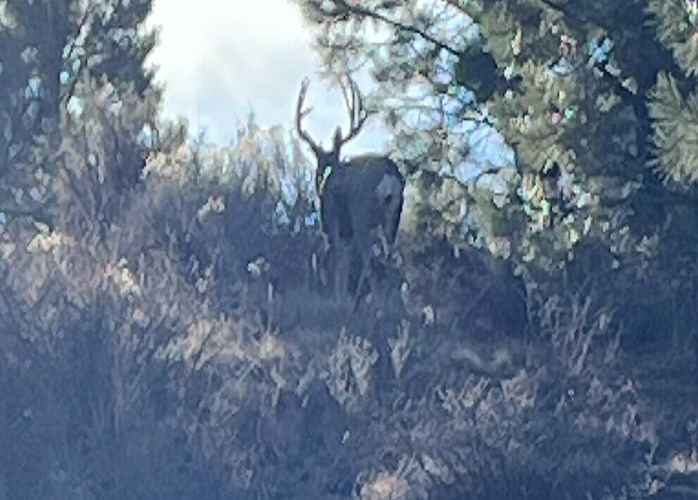 the back of a buck in the woods