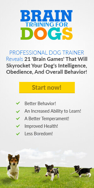 dog training advertisement