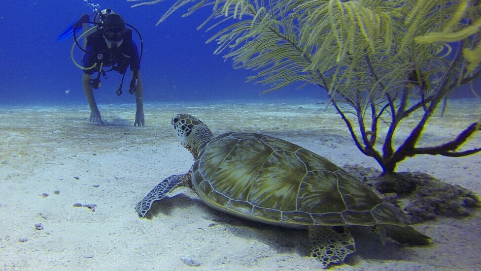 scuba diver and turtle