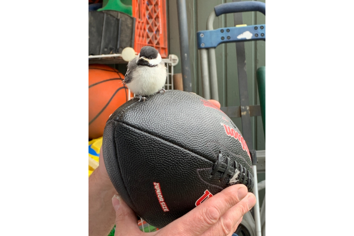 bird on a football